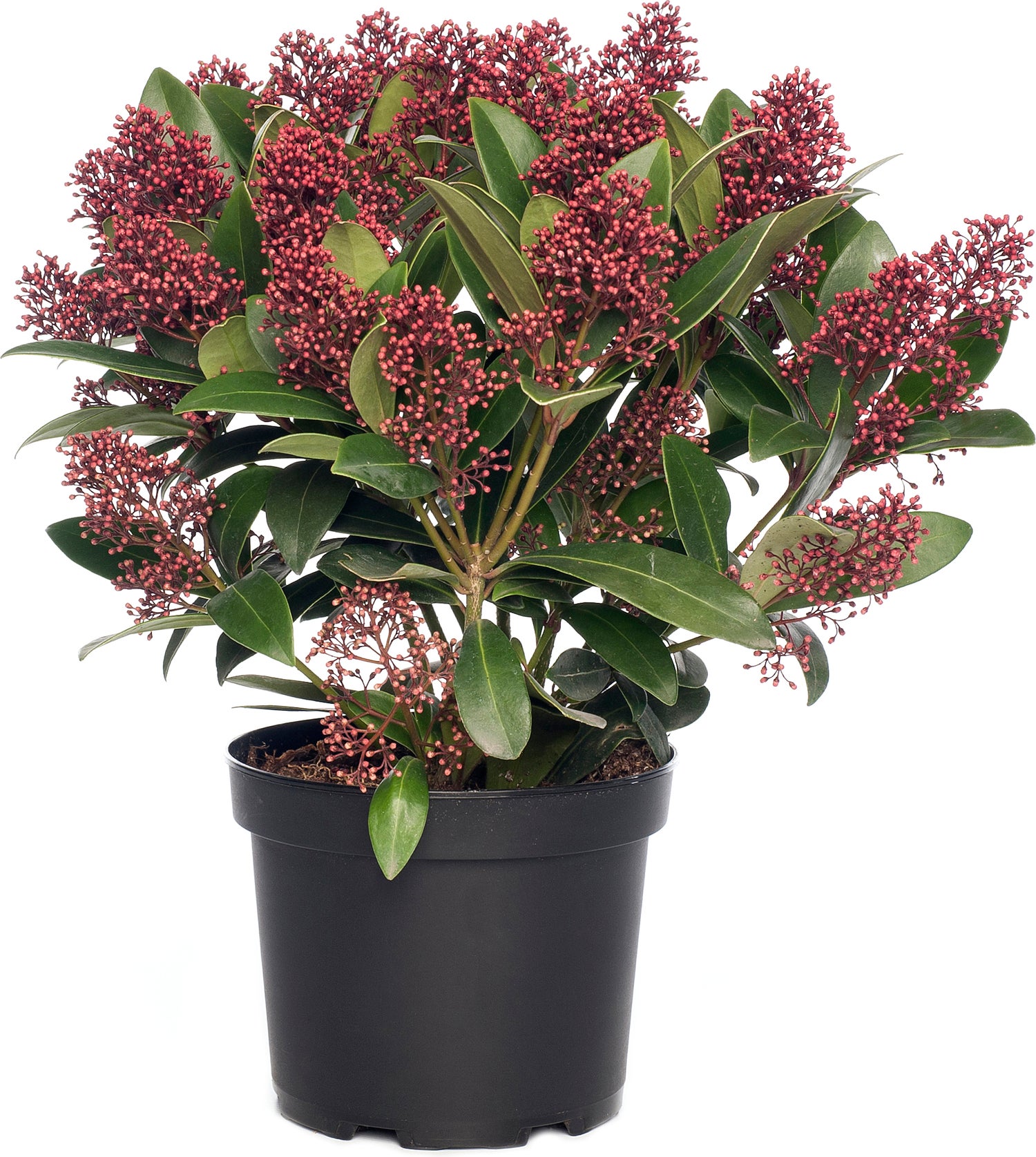 Skimmia (Skimmia japonica 'Rubella') H 25-30