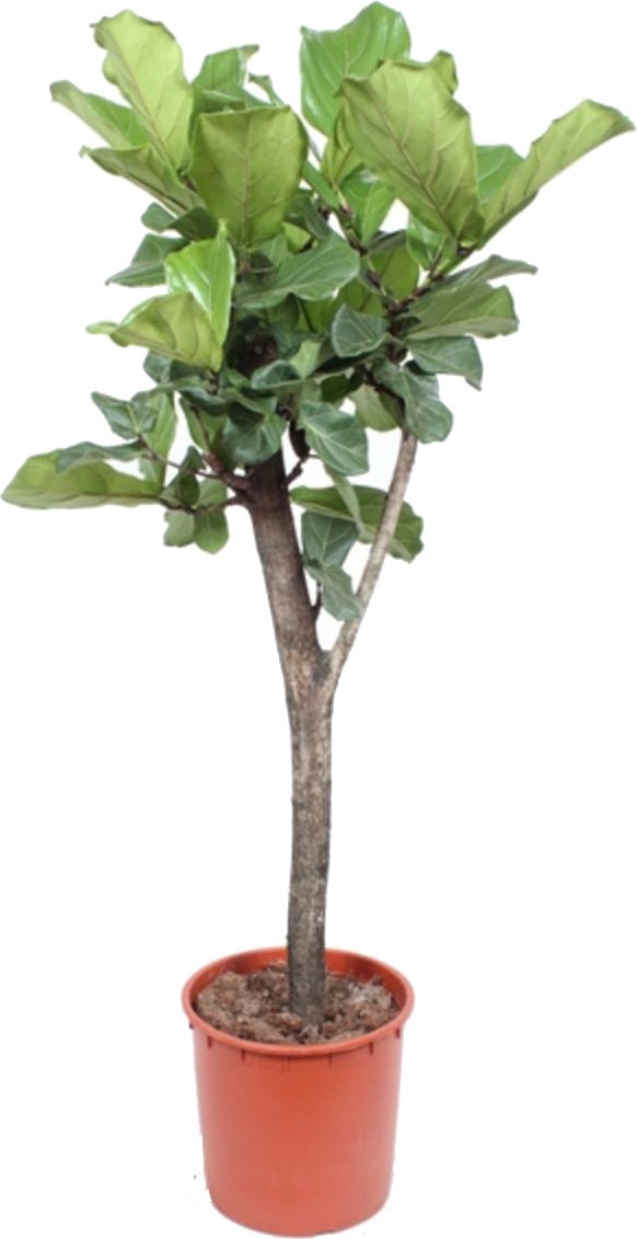Vioolbladplant op stam (Ficus lyrata) D 34 H 160 cm