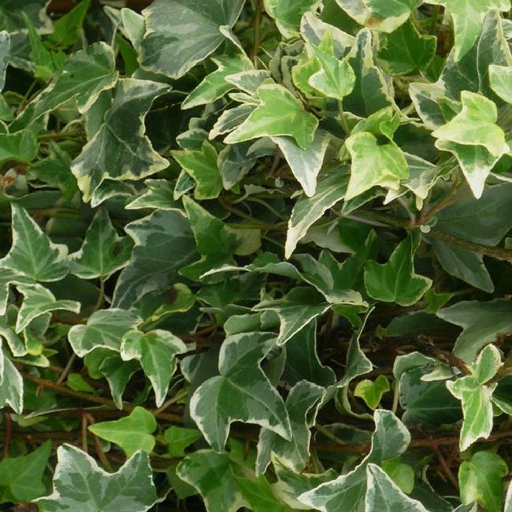 Lierre 'little diamond' - hedera helix 3l