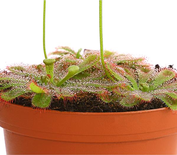 Sonnentau - Drosera aliciae