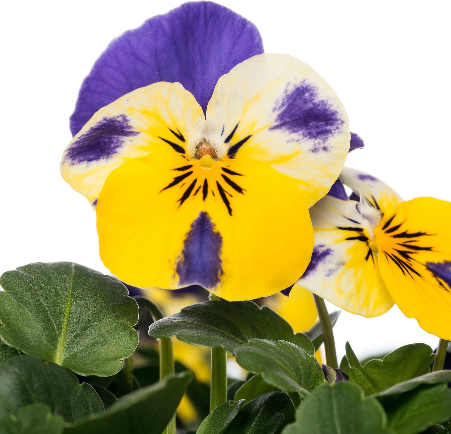 Hoornviooltje in schaal (Viola cornuta in schaal) Blauw geel D 23 H 25 cm