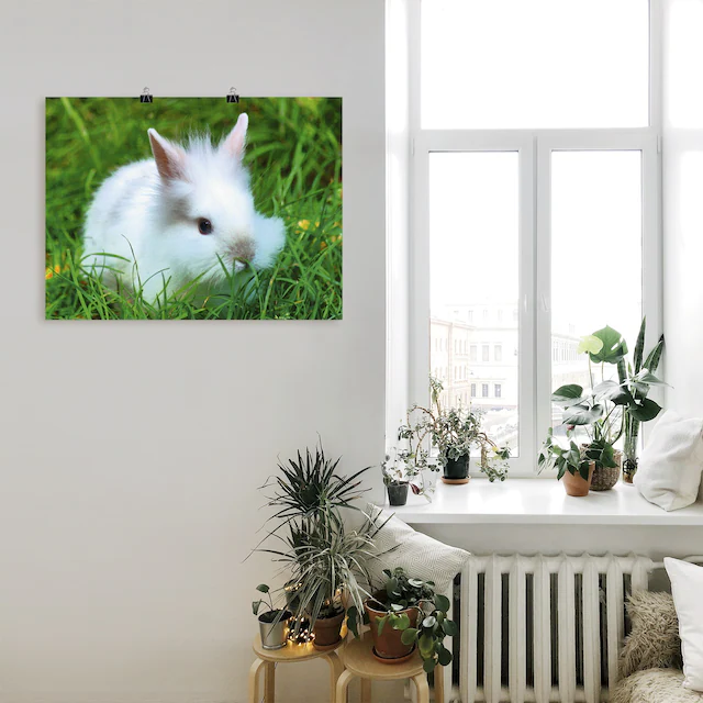 Artland Poster »Weisses Zwergkaninchen Baby« Wildtiere 1 Stk. tlg. als Poster, Wandaufkleber in verschied. Grössen
