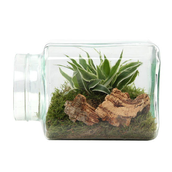 Terrarium ouvert, 1 plante Ø 15 x L 20cm