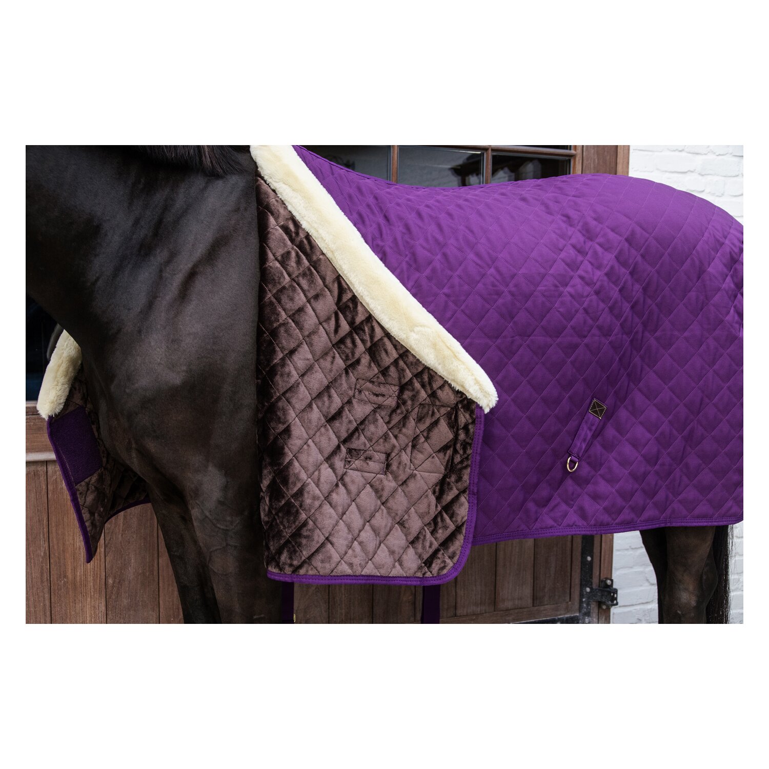 KENTUCKY Show Rug - purple royal