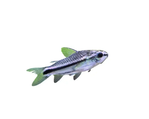 Vis Corydoras pygmaeus