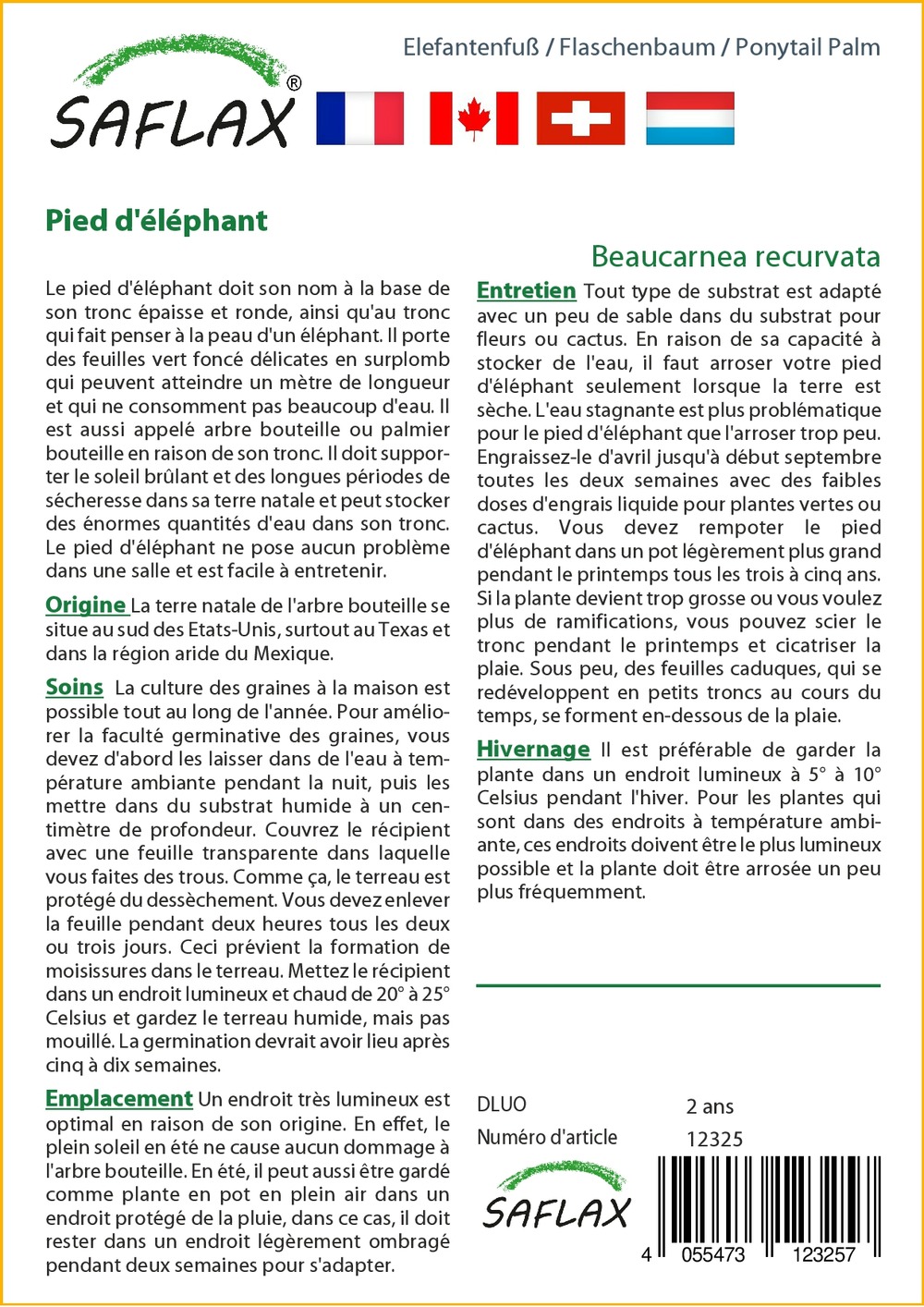 Pied d'éléphant - 10 graines - avec substrat - beaucarnea recurvata