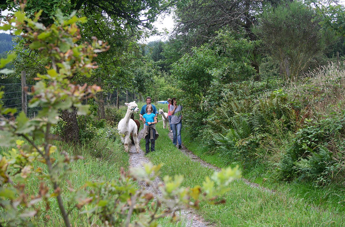 Alpaka Wanderung Neckar-Odenwald-Kreis