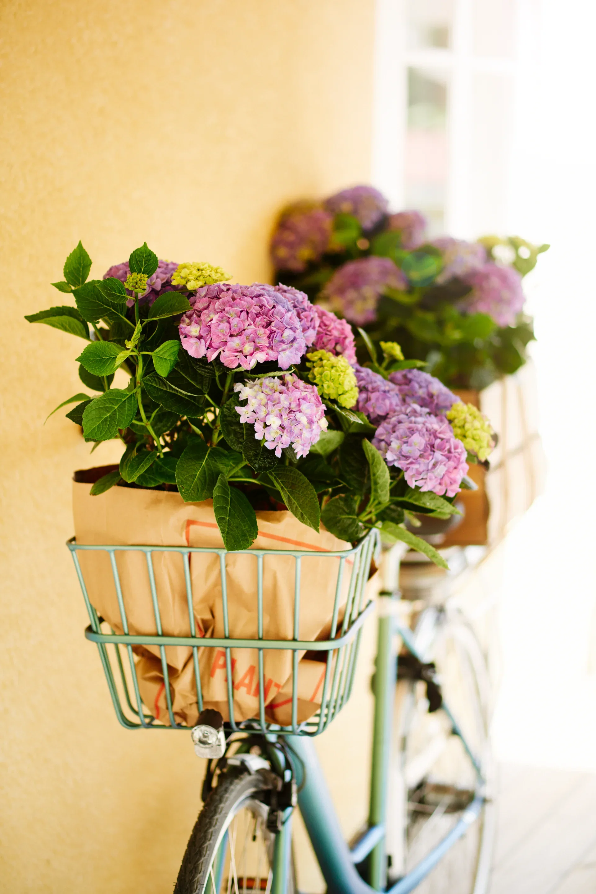 Hydrangea macrophylla Hortensia Ø21 cm