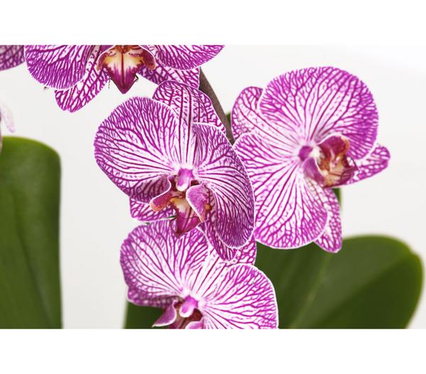 Schmetterlingsorchidee - Phalaenopsis