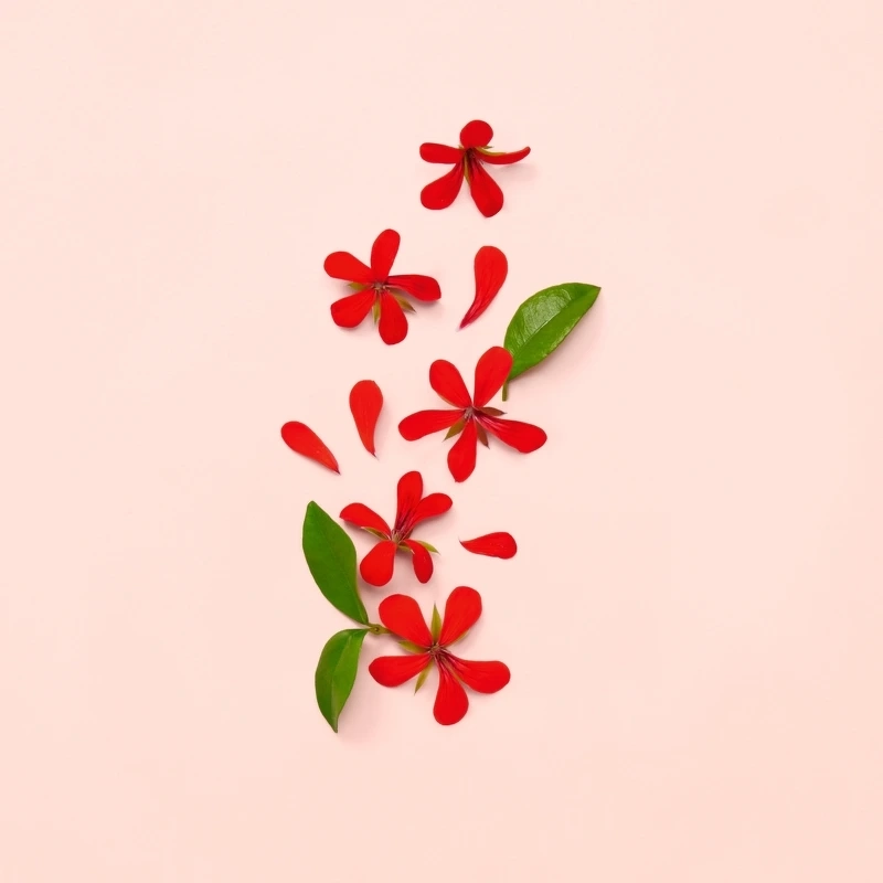 Gucci Bloom EDP 50 ml