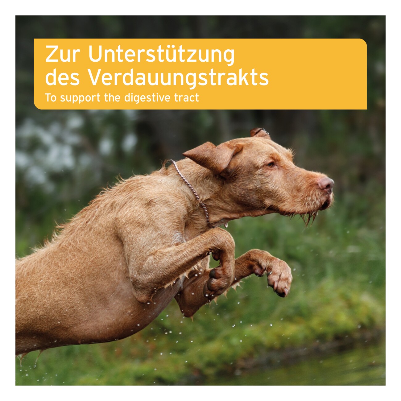 AniForte Plus Magen & Darm 90 Tabletten
