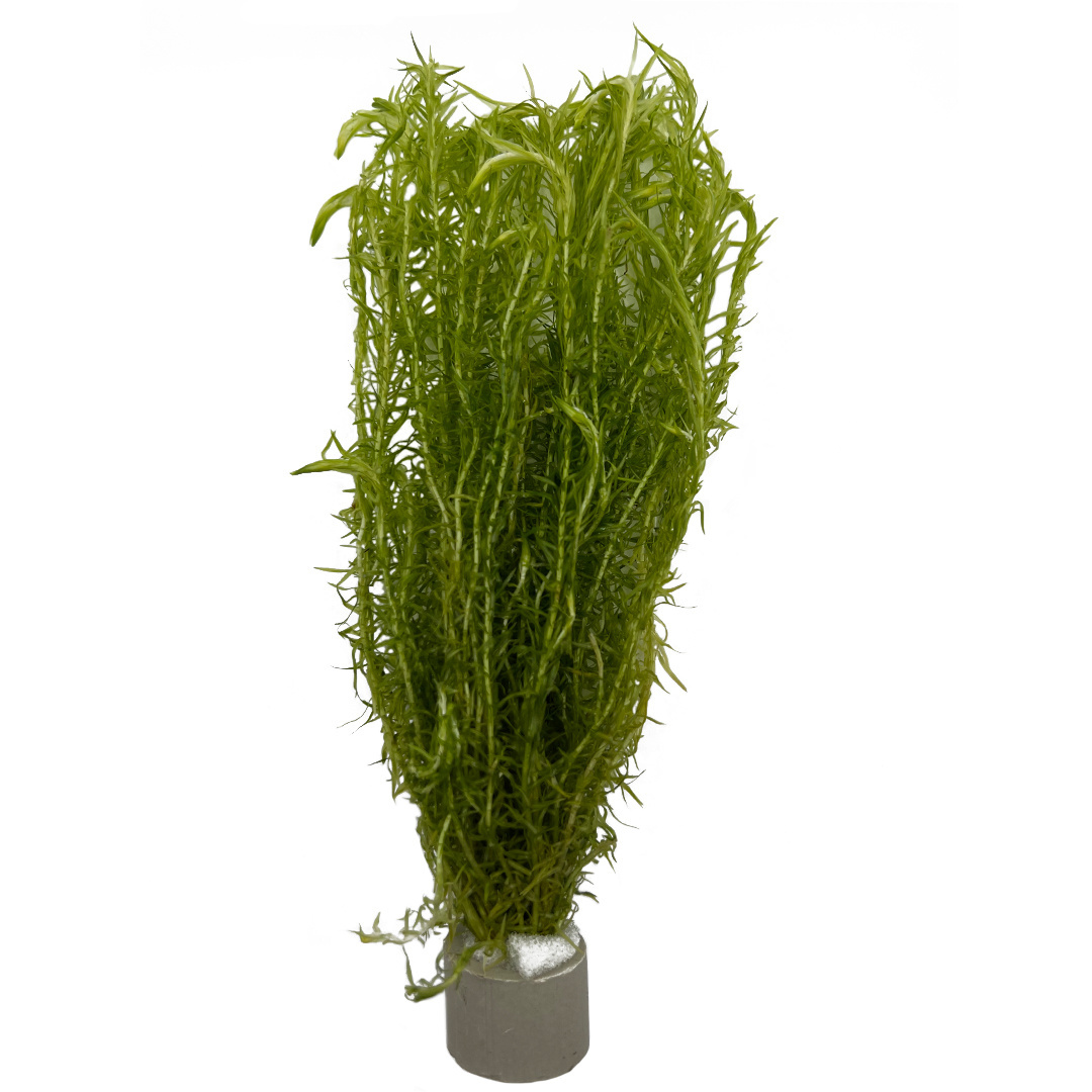 Koud Water Plantenpakket | Aquariumplanten