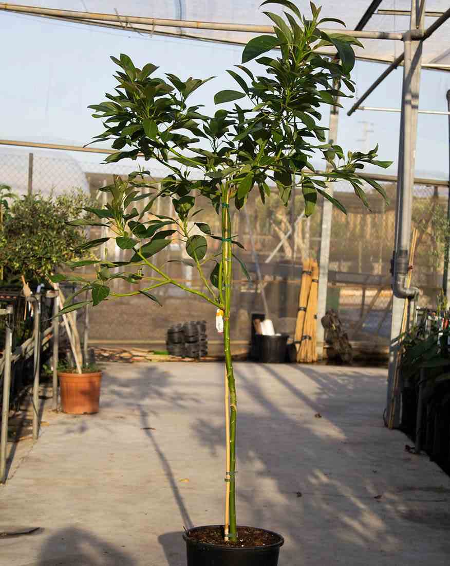 Avocatier persea americana var. Hass (de greffe) blanc - taille pot de 7 litres ? 60/80 cm