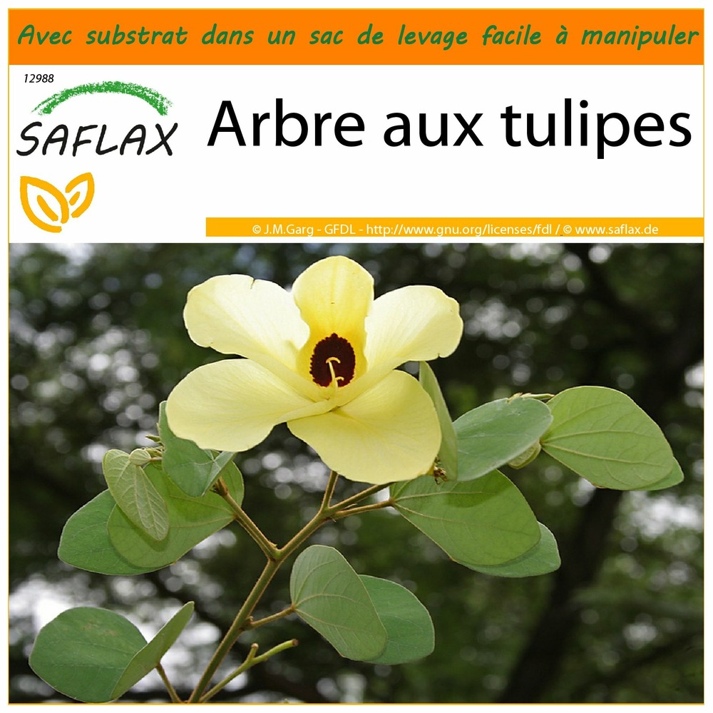 Jardin dans le sac - arbre aux tulipes - 30 graines - bauhinia tomentosa