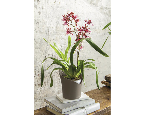 Lechuza Orchidea plantenbak, kunststof, 18 x 18 x 20 cm, taupe, inclusief zelfbewateringssysteem, planteninzetstuk en waterniveau-indicator