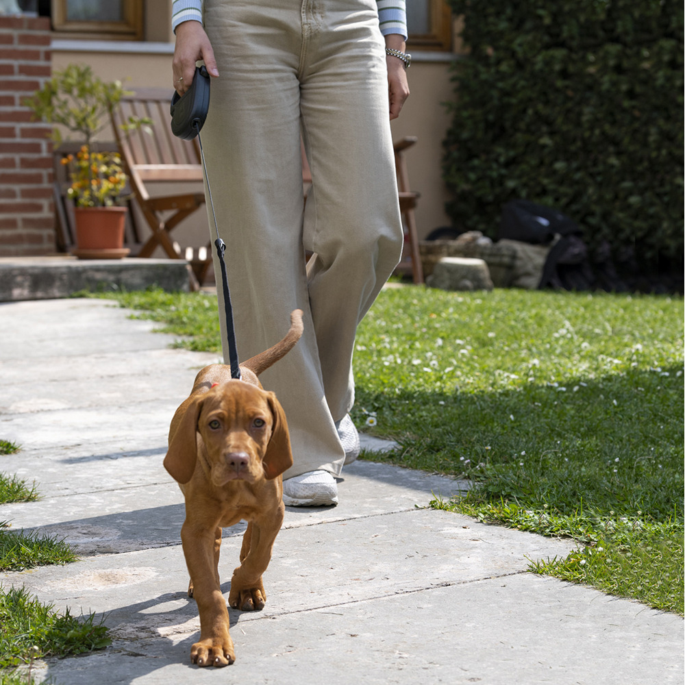 Laisse extensible pour chiens de taille moyenne flippy one cord m, cordon rétractable 5 m, max 20 kg, rouge