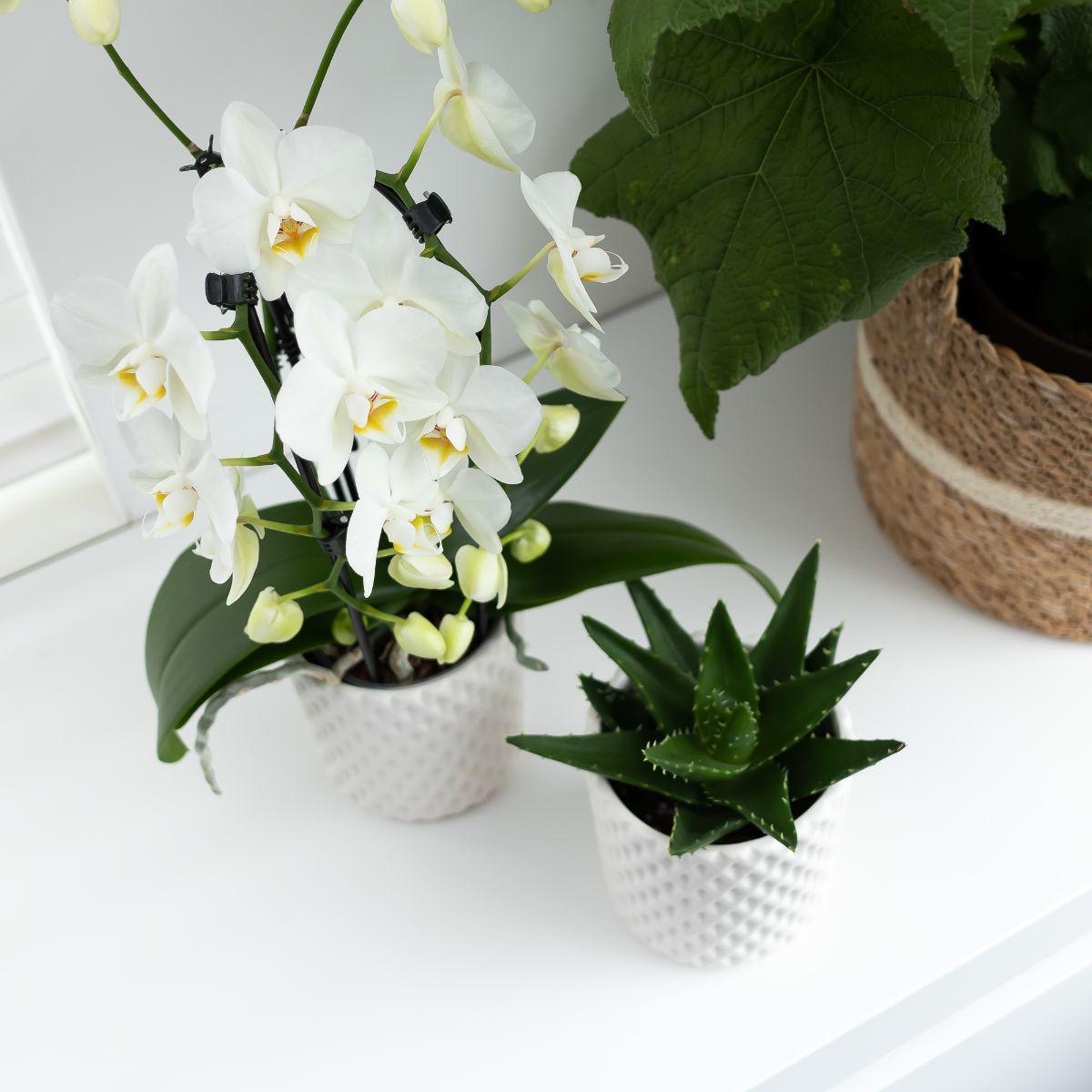 Orchidées colibris - orchidée phalaenopsis blanche - chute du niagara - taille du pot 12cm - frais du producteur
