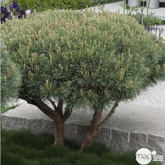 Pinus sylvestris Watereri, H : 30/40 cm, ctr 4L