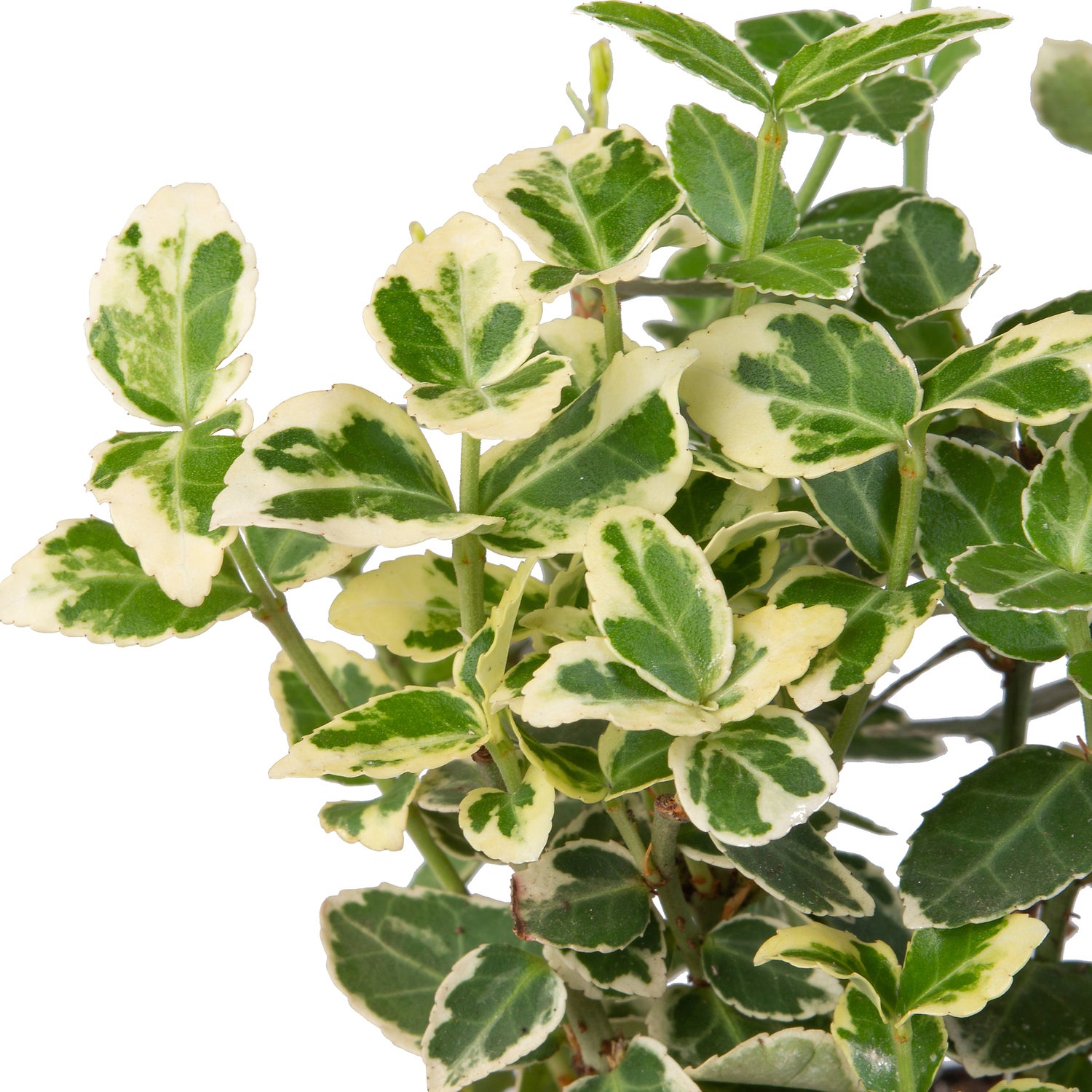 Kardinaalsmuts (Euonymus fortunei 'Emerald Gaiety') D 9 H 15 cm