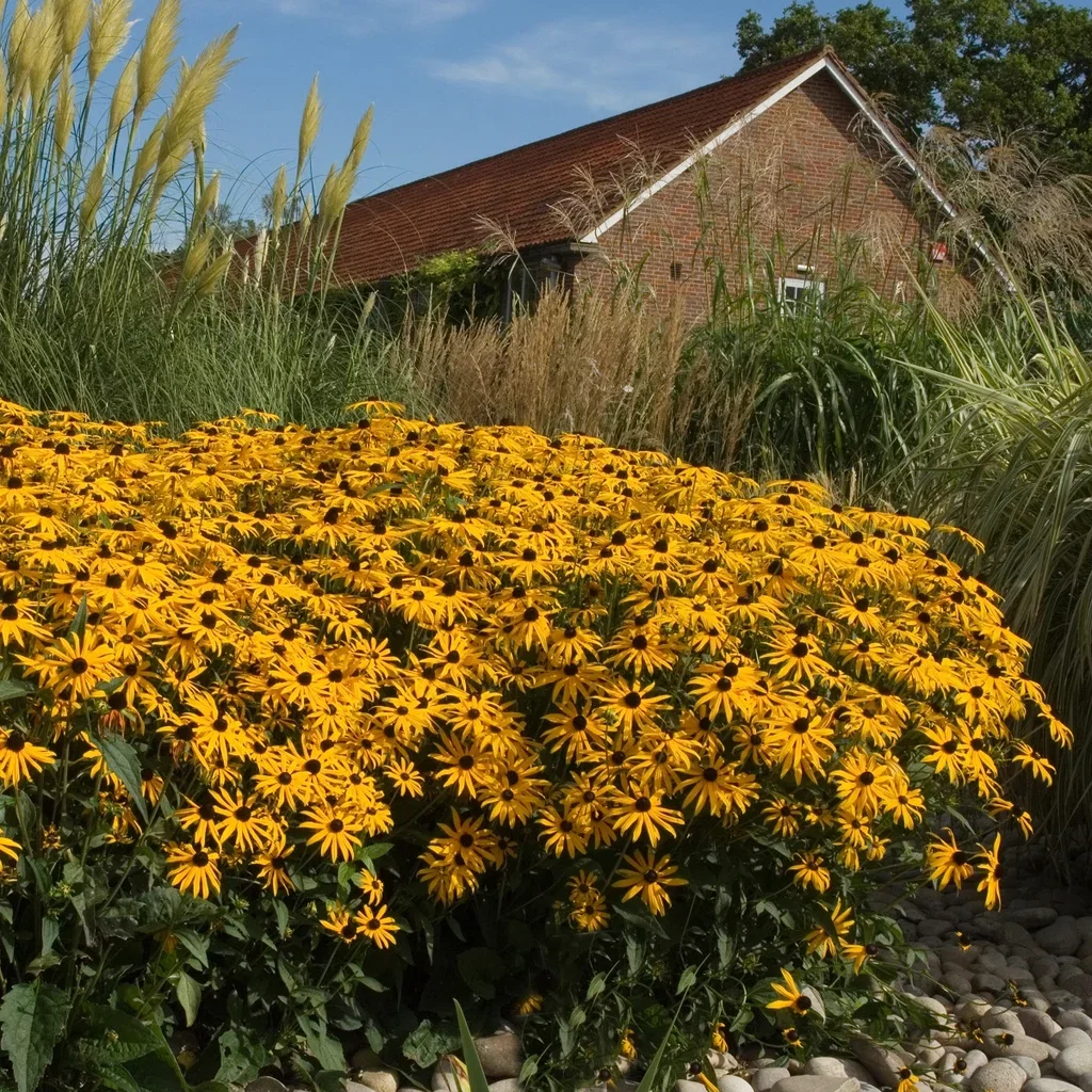 Rudbeckia fulgida var. sullivantii 'Goldsturm' Praktsolhatt 'Goldsturm' Ø11 cm