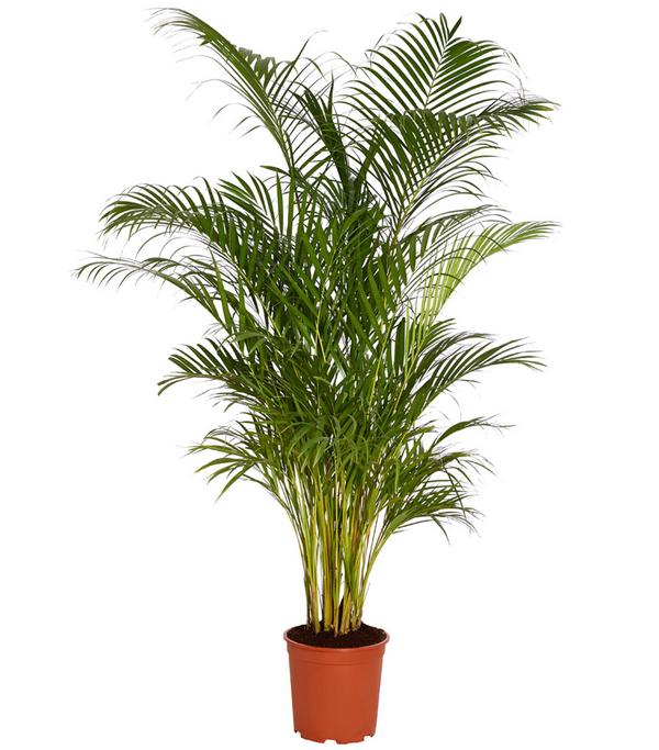 Goldfruchtpalme - Dypsis lutescens