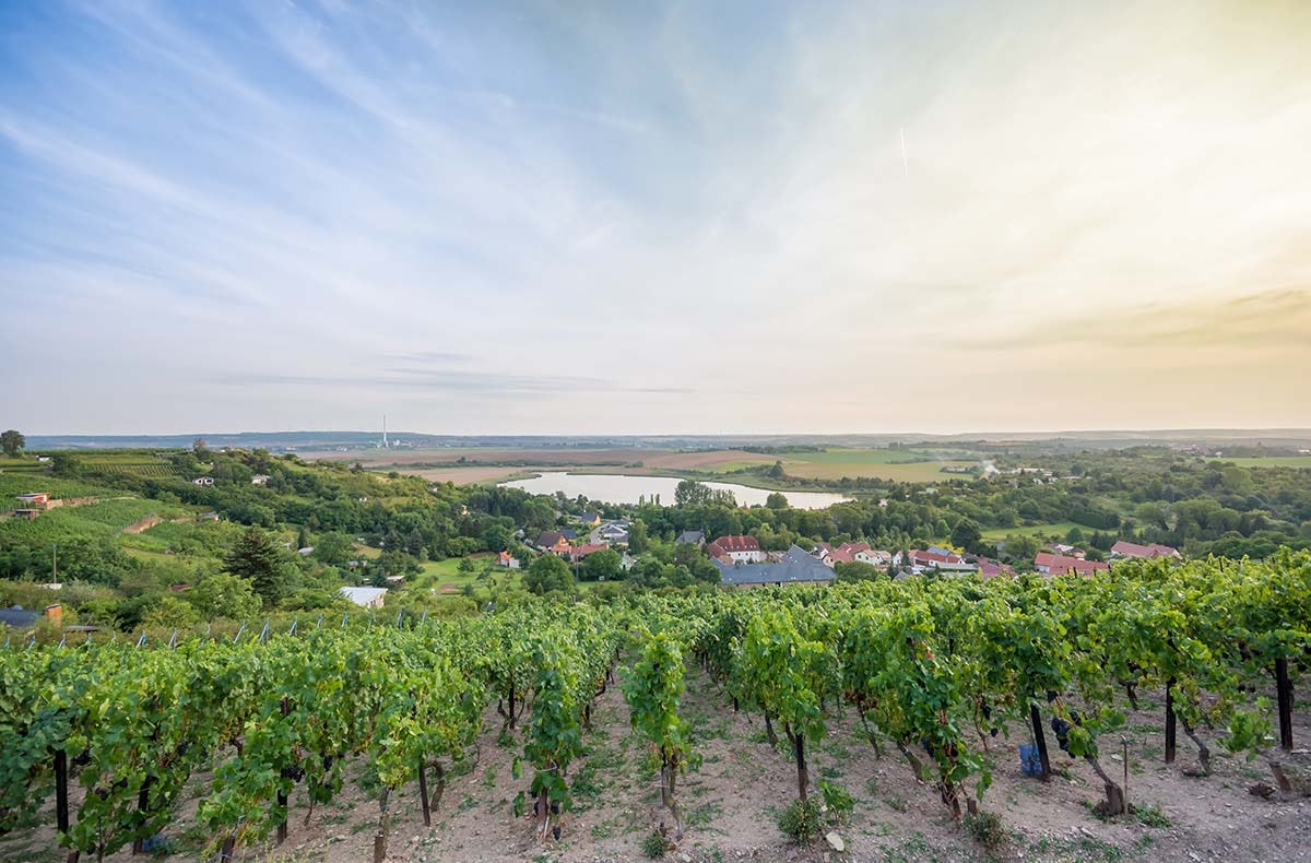 Weinseminar Rotkäppchen Erlebniswelt Freyburg