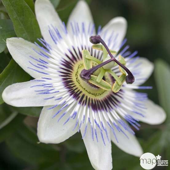 Passiflora caerulea : ctr de 3 litres