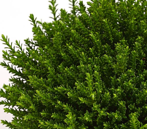 Strauchveronika 'Green Globe'