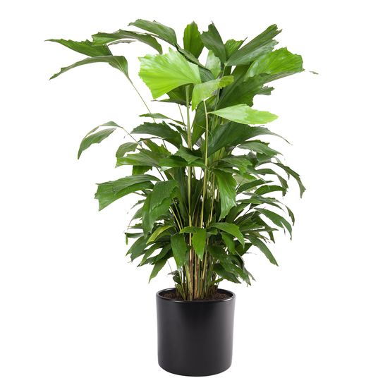 Palmier, Caryota Mitis - pot D24cm
