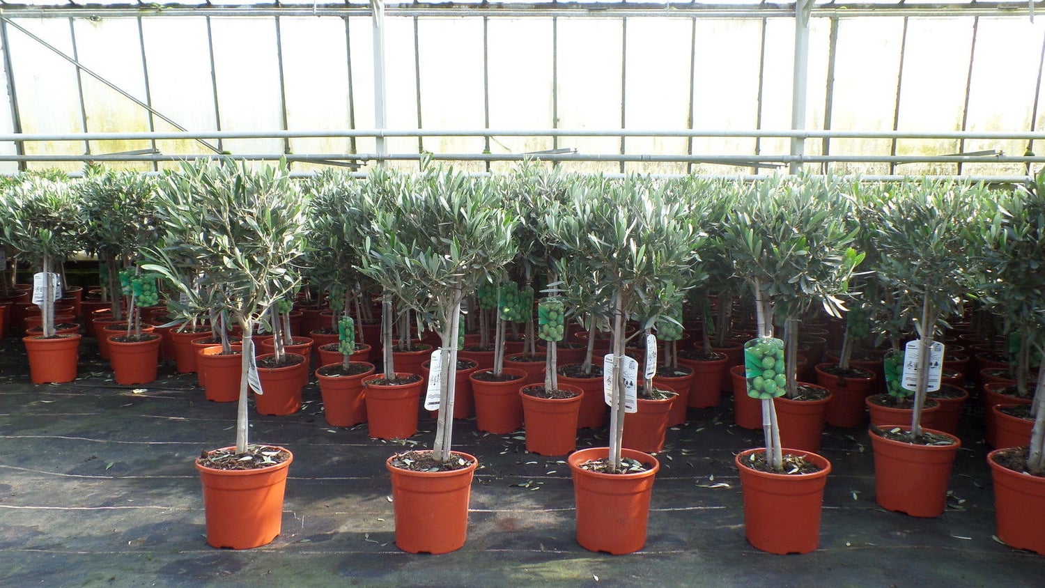Olijfboomstam, 80-100 cm hoog, beste kwaliteit, Olea Europaea