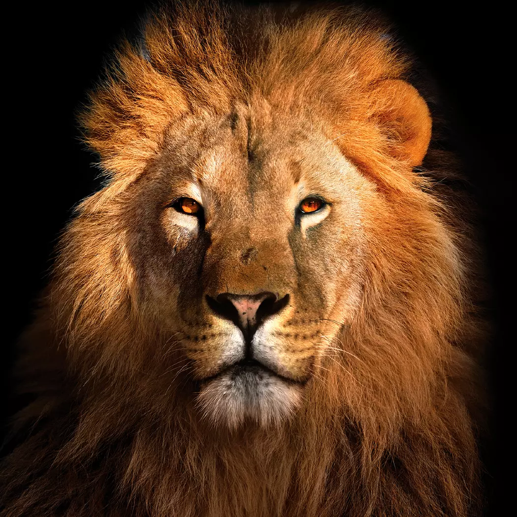 Glasbild 50 x 50 cm Lion II