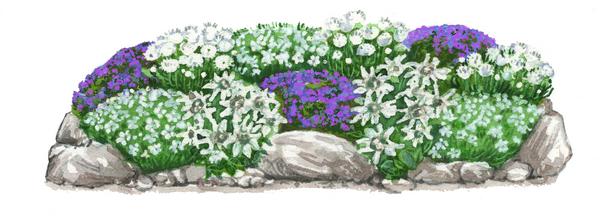 Bio Stauden-Set Alpengarten, 12-teilig