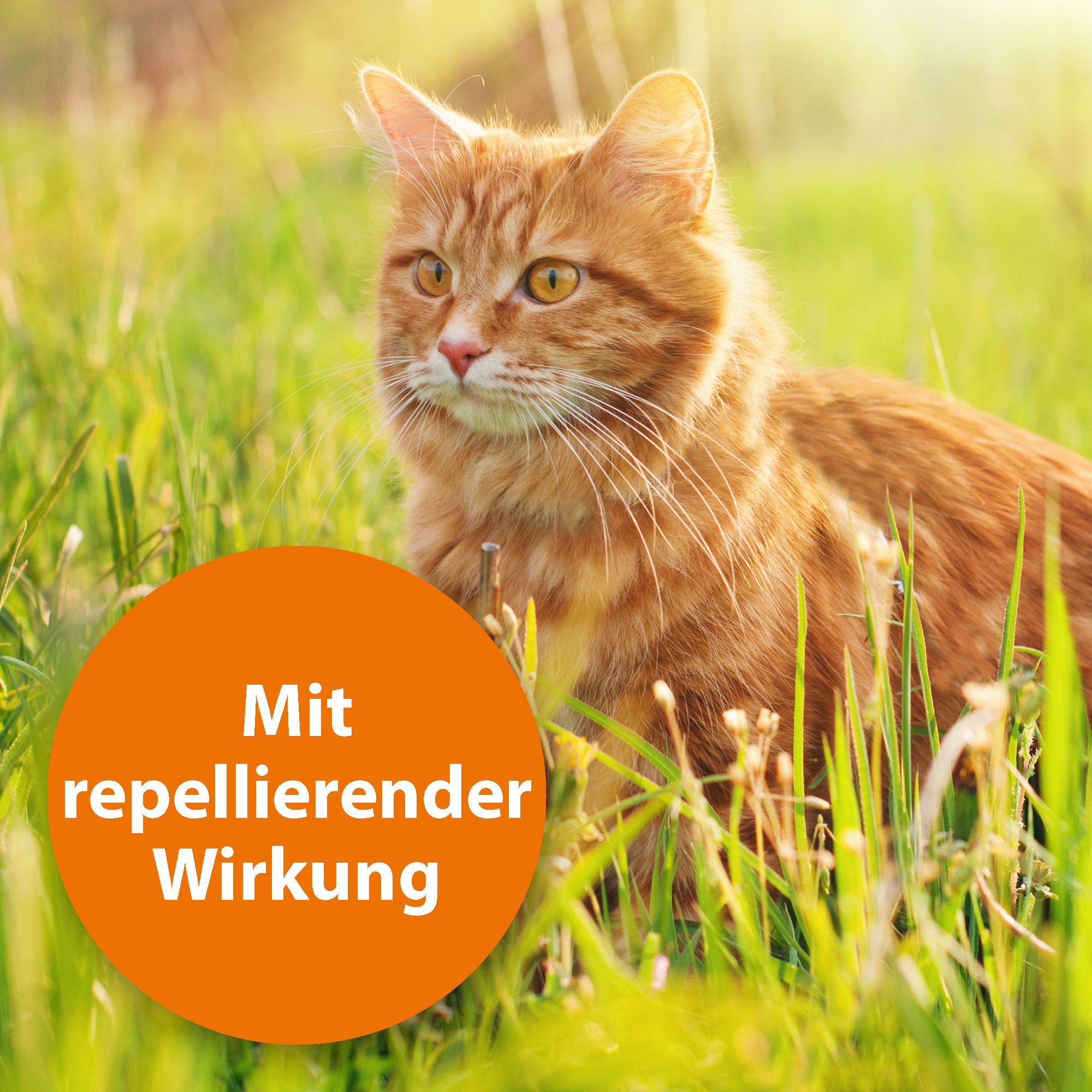 ARDAP® Spot-On für kleine Katzen