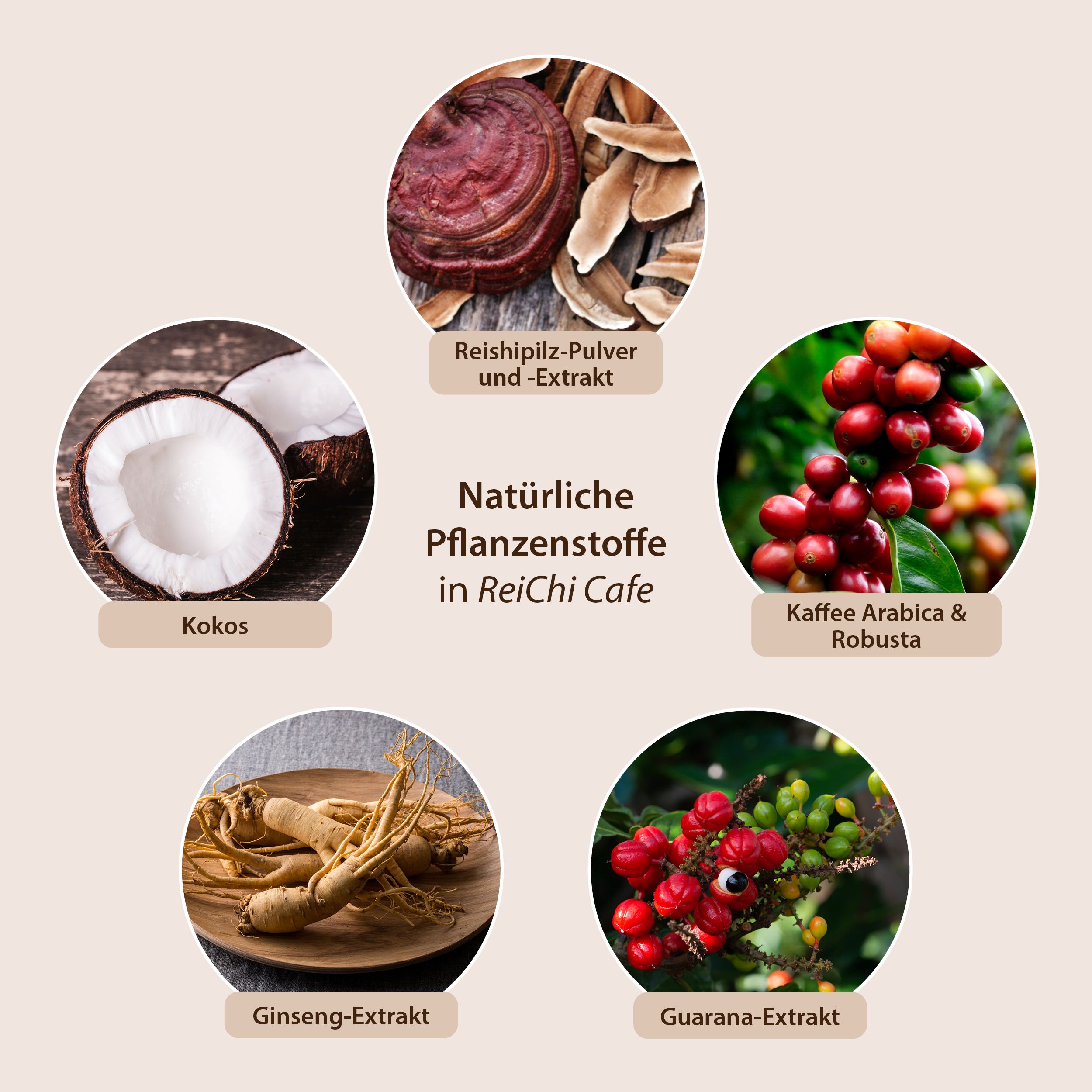 ReiChi Cafe Reishi-Pilz Espresso-Kaffee Kokos Guarana Ginseng vegan