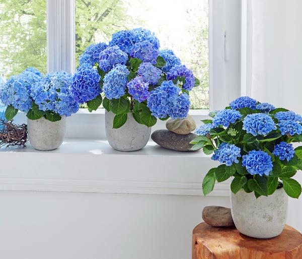 Hortensie - Hydrangea macrophylla