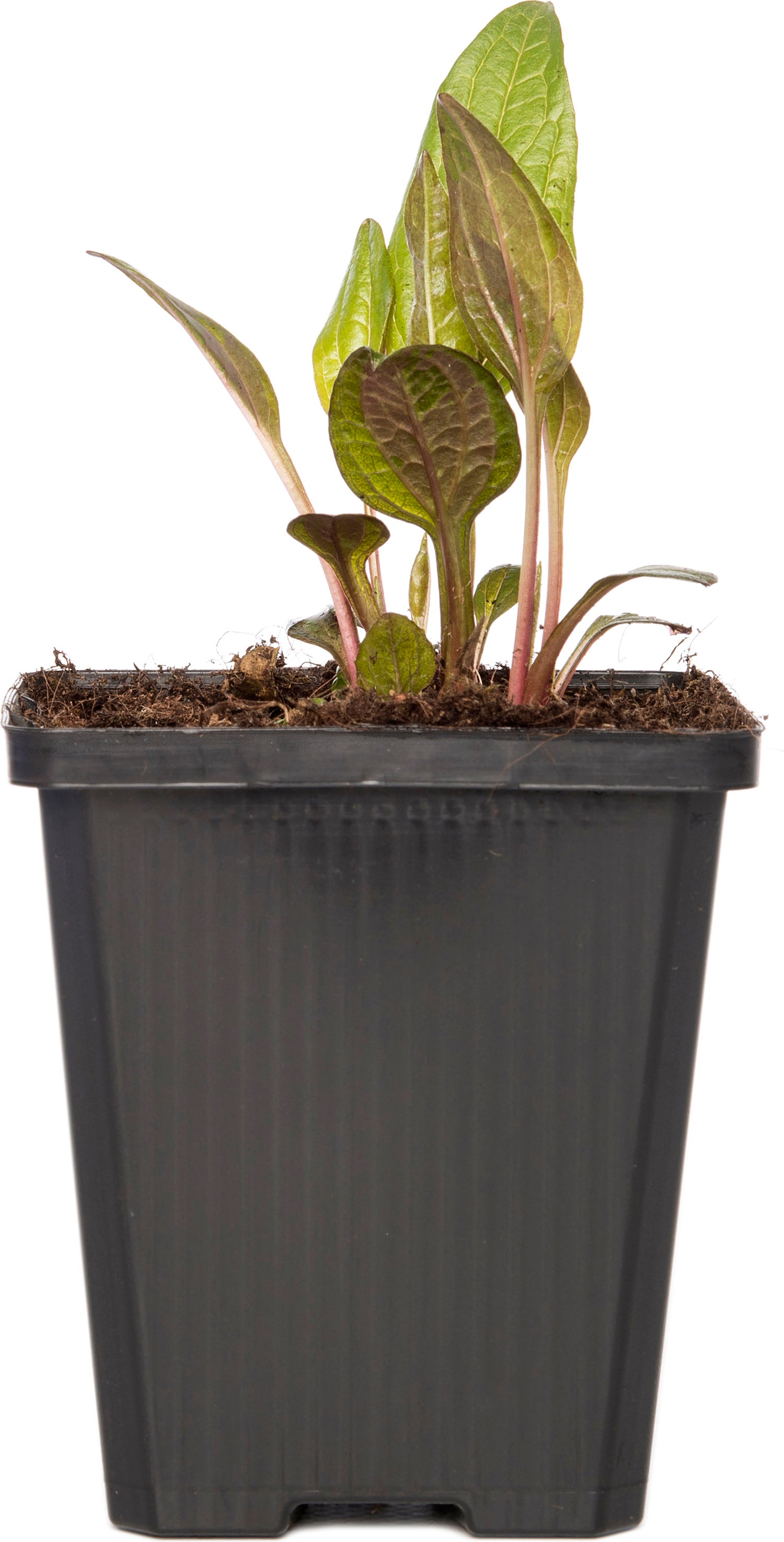 Zonnehoed (Echinacea 'Rubinstern') D 9 H 10 cm