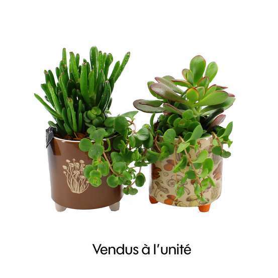 Succulentes : pot en céramique D11cm - Variétés variables