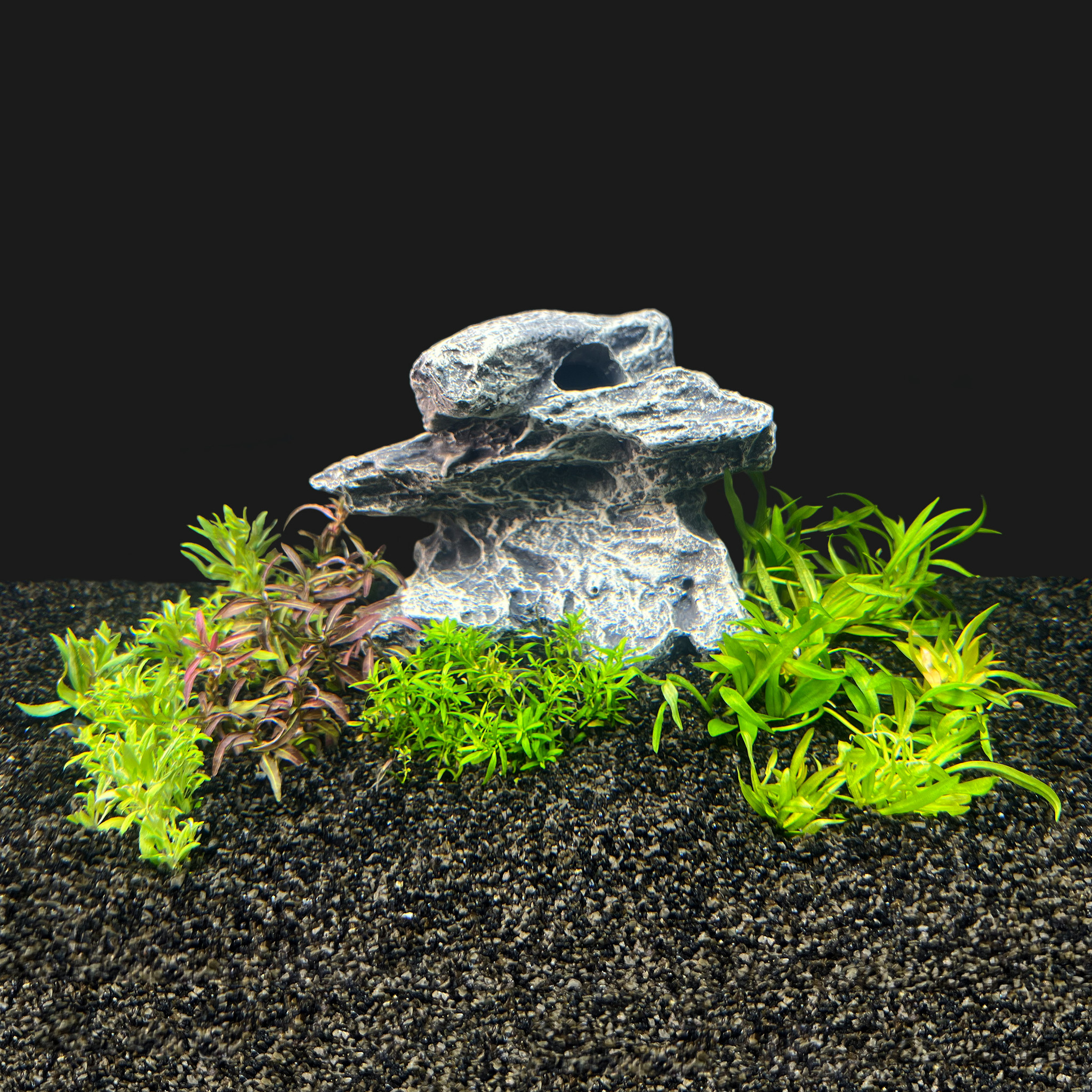 Plantenpakket in vitro bakje