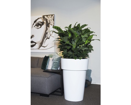 Calathea 'Zebrina' (FloraSelf) 30-40 cm hoog, potdiameter 14 cm