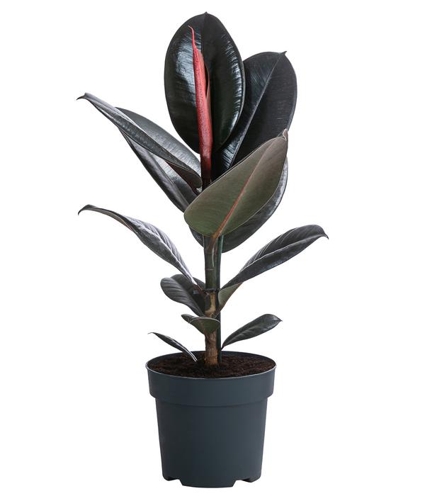 Gummibaum - Ficus elastica 'Abidjan'