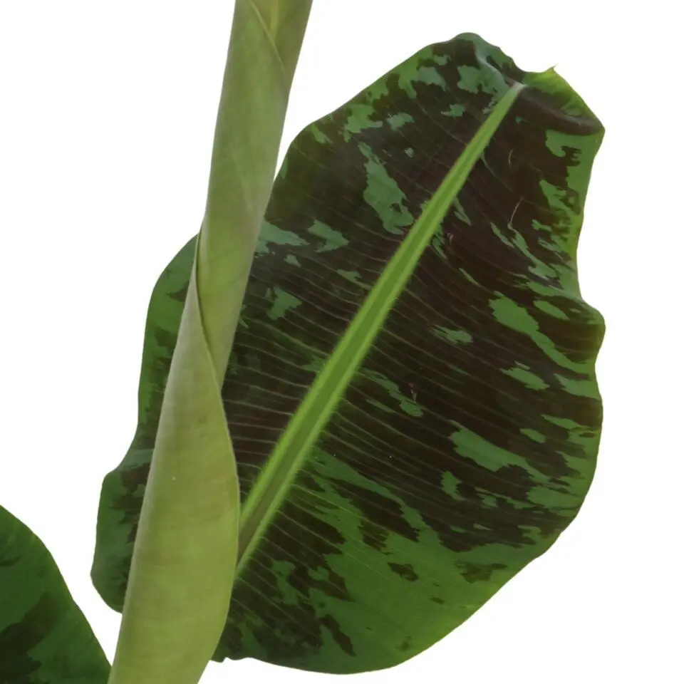Bananenplant - Musa 'Dwarf Cavendish' - Hoogte 90-100cm - ⌀21cm