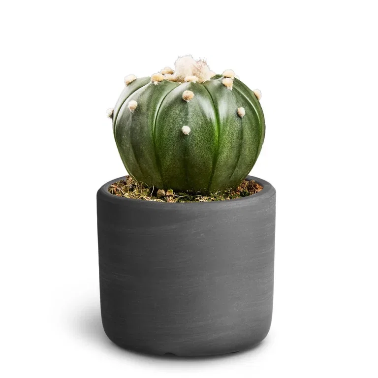 Cactus Sp. Kaktus i potte Høyde 15 cm