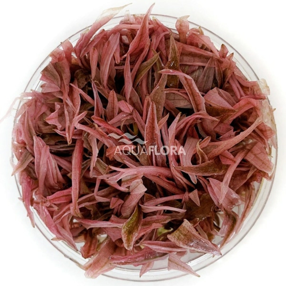 Cryptocoryne flamingo in vitro