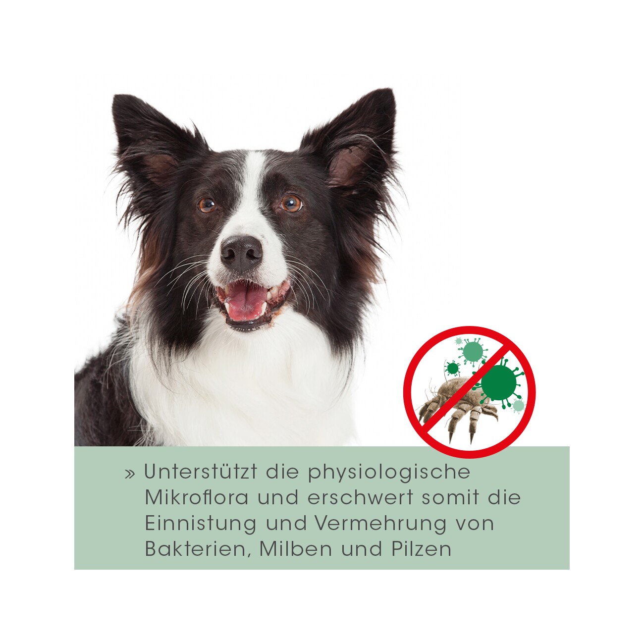 cdVet VeaVet Lebermoos Ohrenspühlung