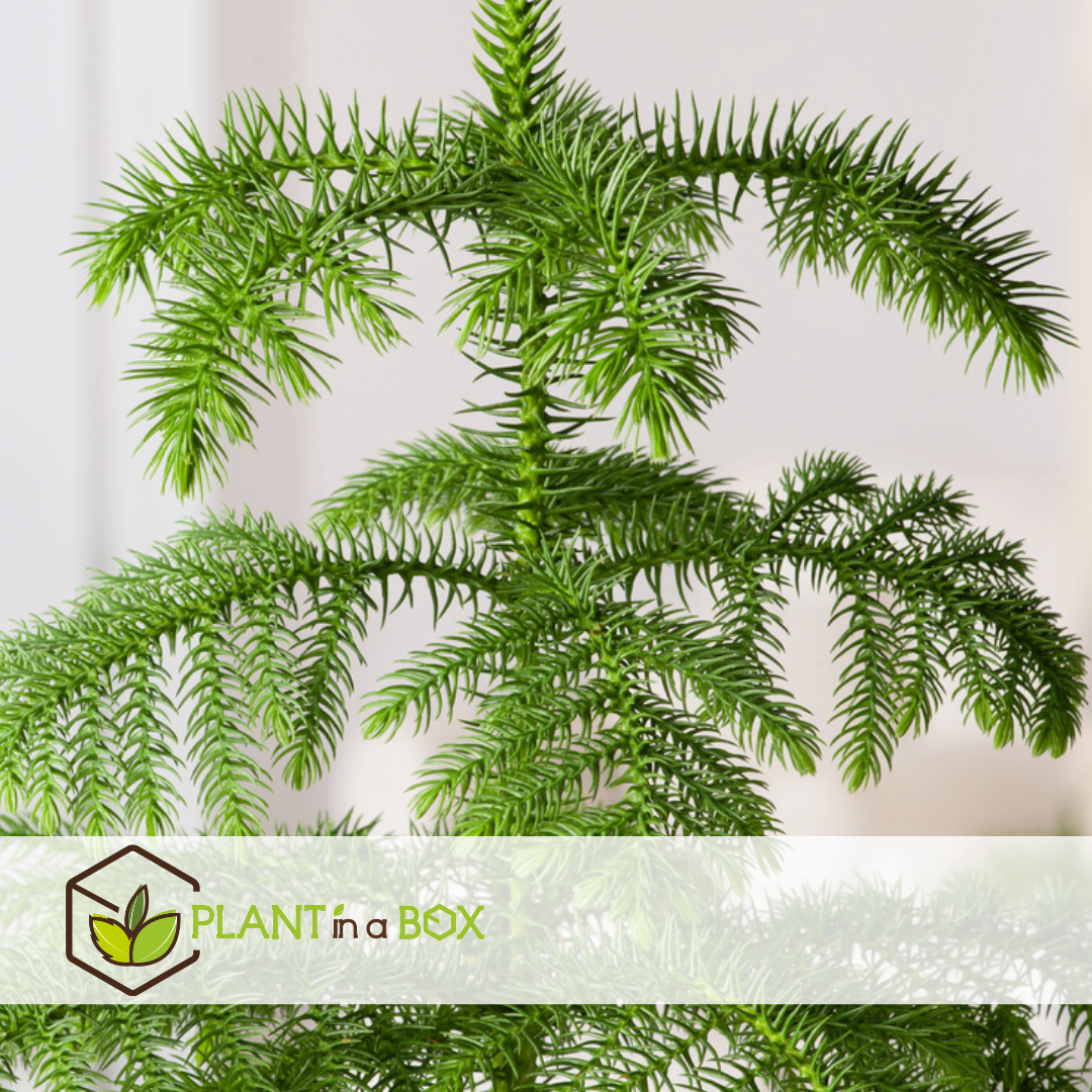 Araucaria heterophylla - pin de norfolk - pot 14cm - hauteur 45-55cm