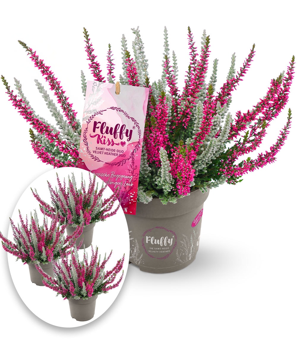 3er-Set Calluna Knospenheide 'Fluffy Kiss', je im 11 cm-Topf