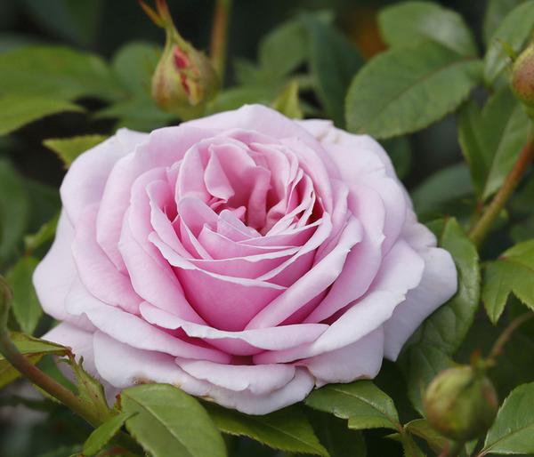 Edelrose 'Pacific Blue®'