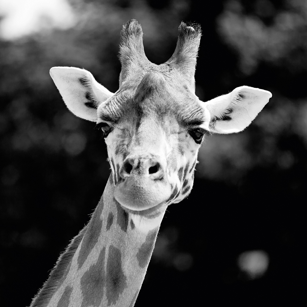 Akustikbild GIRAFFE 80x80cm, 5kg