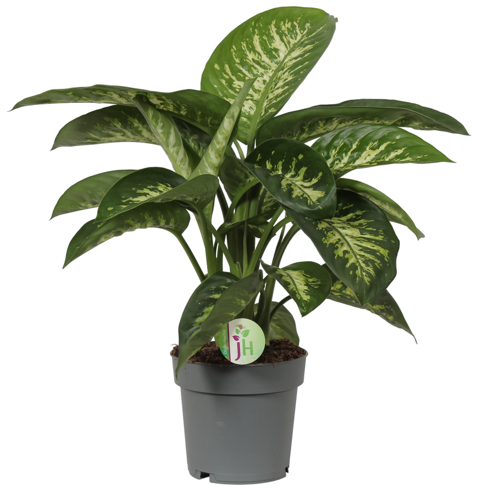 Plante d'intérieur - dieffenbachia 'reeva' 60.0cm