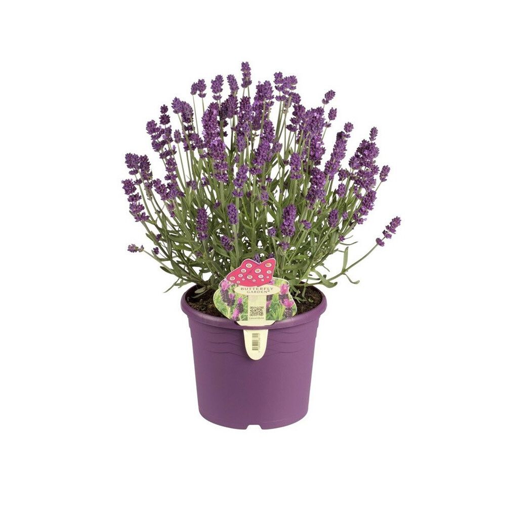 LAVENDEL ANGUSTIFOLIA P17